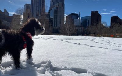 Can Owning a Dog Help You Live a Longer Life?