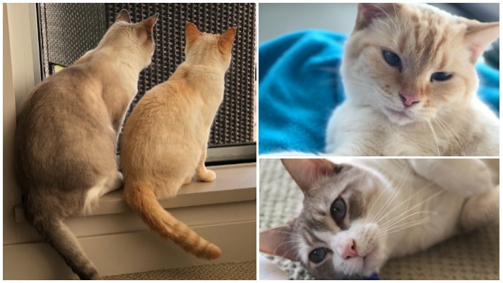 National Cat Day with Eddie and Bella