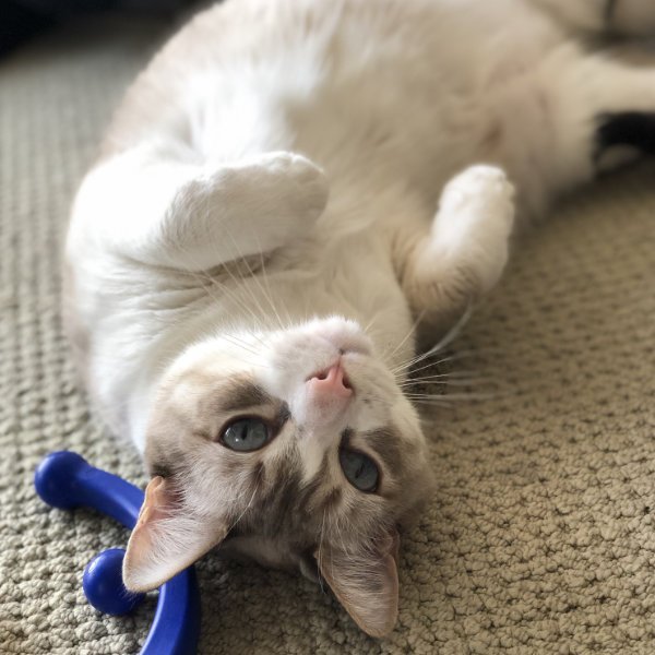 Eddie waiting for belly rub