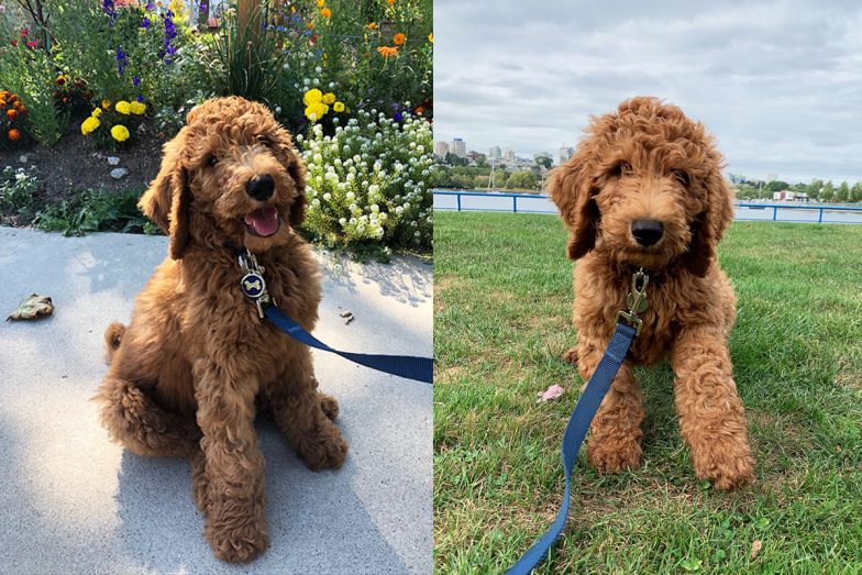 Is dog ownership healthy? Paws-atively!