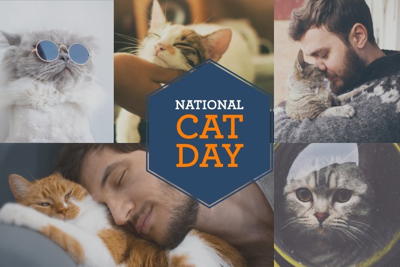 Cat ownership is purr-fect for busting stress and staying healthy