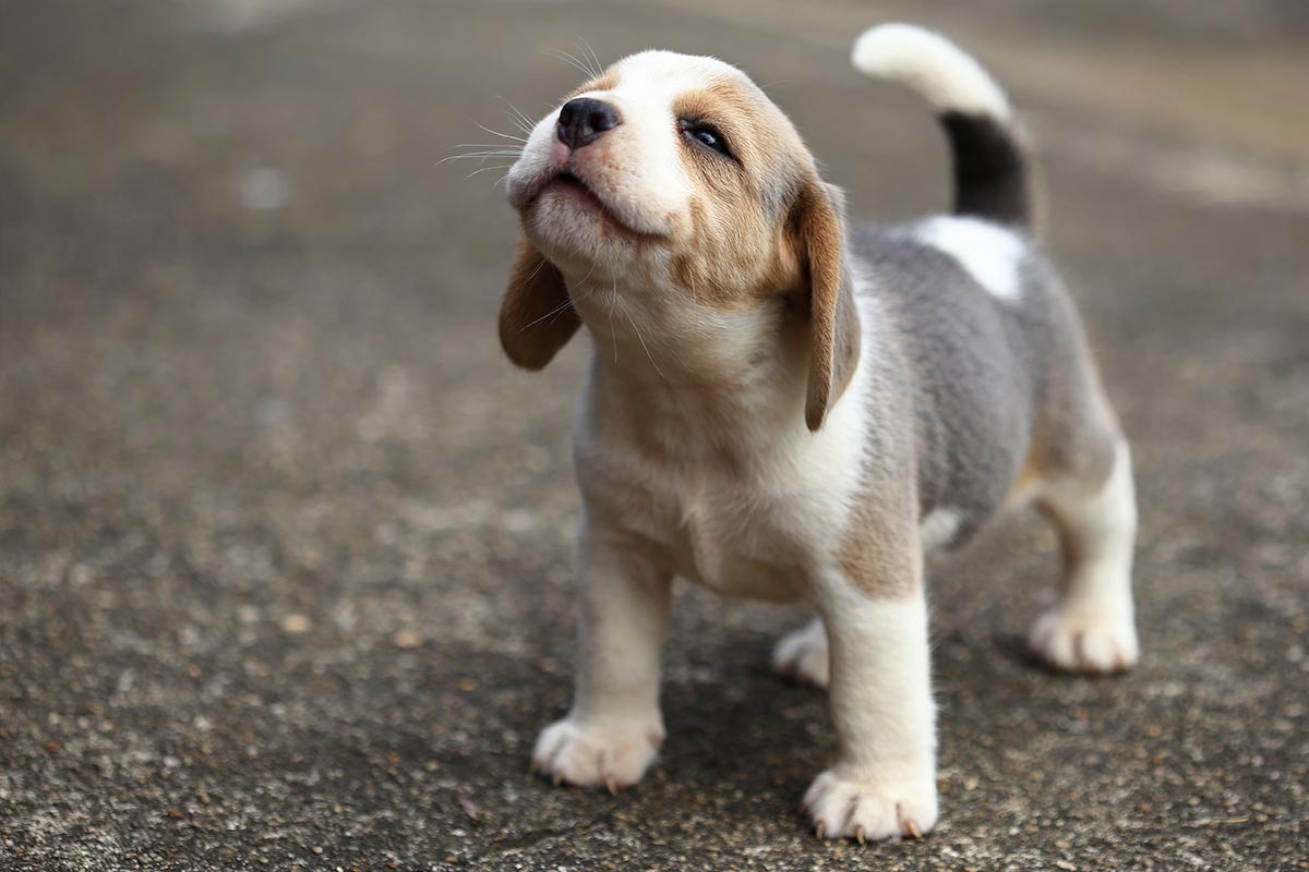 puppy wanting to go out for a walk